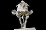 False Saber-Tooth Cat (Hoplophoneus) Skull - South Dakota #78249-1